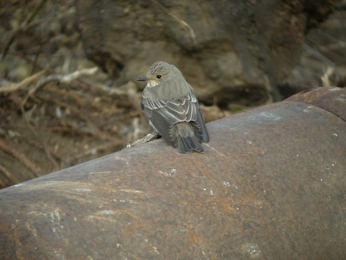 Pigliamosche: sottospecie striata e sottospecie tyrrhenica